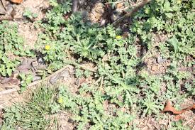 Image result for Grangea