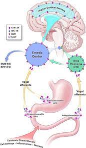 Pharmacological Mechanisms Of 5 Ht3 And Tachykinin Nk1 Receptor Antagonism To Prevent Chemotherapy Induced Nausea And Vomiting Sciencedirect
