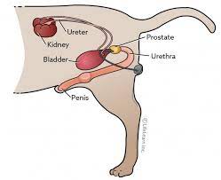 Urine Protein Creatinine Ratios Vca Animal Hospital