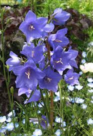 Full Size Picture Of Peach Leaf Bellflower Peach Leaved Bellflower Telham Beauty Campanula Persicifolia Flower Garden Plans Campanula Flowers Flower Seeds