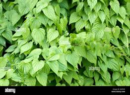 Image result for Dioscoreaceae