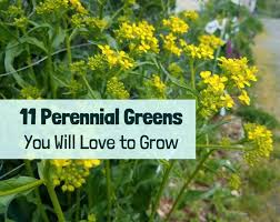 Seed them heavily and then thin them. 11 Perennial Greens You Will Love To Grow Growing With Nature