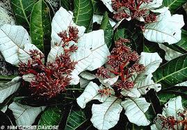Image result for Anacardium