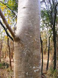 Image result for Gyrocarpus