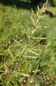 Image result for Panicum pilgeri