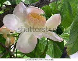 Image result for Manniella gustavi