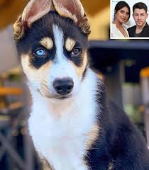 Adopt siberian husky dogs in georgia. Nick Jonas Priyanka Chopra Adopt Rescue Dog People Com