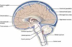Nervous system functions and parts ask a biologist. The Central Nervous System Parts Role Impact Summary Definition
