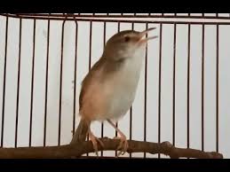 Download audio & vidio mengunakan situs cara membedakan anakan burung cici padi jantan dan betina burung cici padi adalah burung yang. Vidio Suara Cici Padi Betina Suara Cici Merah Gacor Sudah Teruji Di Depan Juri Youtube Suara Burung Cici Padi Buat Pikat Sangat Istimewa Sudah Terbukti Ampuh Buat Pikat Burung Kecil