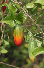 Image result for Coccinia adoensis