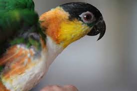 Budgies have 10 flight feathers, the more you trim of them you bird will have a lesser. Wing And Nail Clipping Birdsville