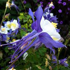 Pin On Columbines