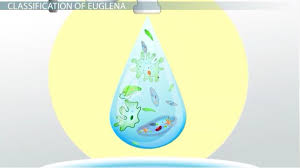 Euglena Characteristics Classification Structure Video