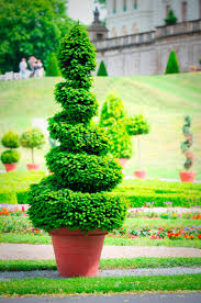| boxwood spiral topiary tree uv resistant rubber leaves, lightweight design. How To Make A Spiral Topiary