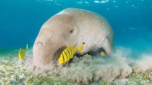We did not find results for: Dugong Hewan Laut Legendaris Yang Terancam Punah