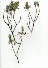 Image result for Euryops subcarnosus