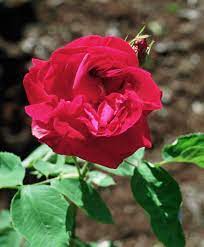I think i may smell a note in common shop for la rose jacqueminot products online. Rosa General Jacqueminot Wikipedia