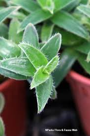 Image result for Cyanotis sp. aff. C. lapidosa