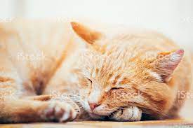Photo Libre De Droit De Paisible Orange Rouge Tabby Chaton Male Endormi Son Lit Banque D Images Et Plus D Images Libres De Droit De Animaux De Compagnie Istock