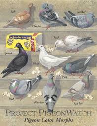 Pin By Ibo Ibomi On Aviary Pigeon Breeds Pigeon Pet Pigeon