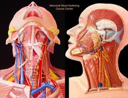 Human anatomy diagrams show internal organs, cells, systems, conditions, symptoms and sickness information and/or tips for healthy living. Head Neck Anatomy General Dentist 487 Photos Facebook