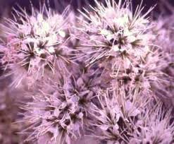 Image result for Cola mossambicensis