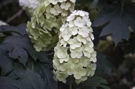 Image result for Hydrangea quercifolia