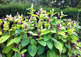 Image result for Erythrococca polyandra
