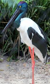 It S Called A Black Necked Stork Though The Neck Is Not Strictly Black From Close Up It Is From A Distance Australians Also Call Passaros Animais Natureza