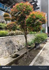 Image result for Trisetopsis