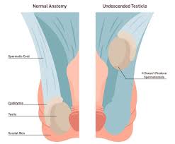 Image result for Scrotum