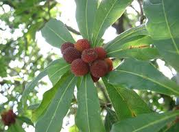 Image result for Myrica mildbraedii