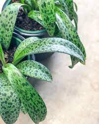 Drimiopsis Kirkii Emerald Leopard Cool Plants Container Garden Design Landscaping Supplies