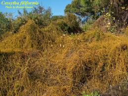 Image result for Cassytha filiformis