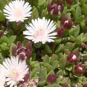 Image result for Delosperma tradescantioides
