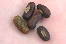 Image result for Erythrina crista-galli