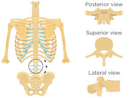 Define the structure of an intervertebral. Lumbar Vertebrae Anatomy