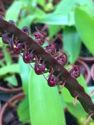 Image result for Bulbophyllum scaberulum