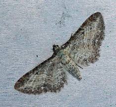 Image result for Eupithecia subumbrata