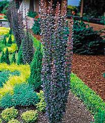 Tall and slender, it matures into a vertical. Helmond Pillar Barberry Plants4home