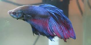 Betta Fish With Fin And Tail Rot Betta Fish Betta Fish