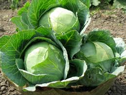 Image result for Brassica