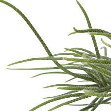 Image result for Rhipsalis baccifera