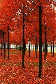 Leaves Falling Lwp For Android Fall Wallpaper Android Photography Beautiful Wallpapers