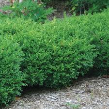 Image result for Buxus