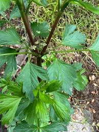 Image result for Apium graveolens