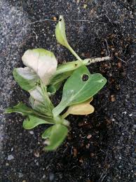 なぜ 葉っぱが黄色くなって枯れる問題 家庭菜園のトラブル