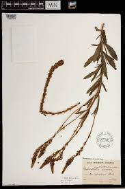 Image result for Hebenstretia