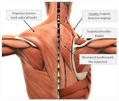 Please note, if you have severe, constant hi iv pulled a muscle just under my left shoulder blade from lifting heavy goods in work it hurts when i turn my head side to side when i put my chin to. How To Prevent Injuries Even If You Work A Desk Job By Carol Moynham Better Humans Medium