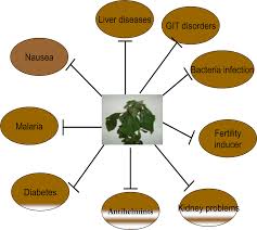 Image result for Vernonia lasiopus